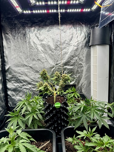 Growreport Bild 1