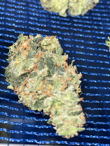 Growreport Bild 49