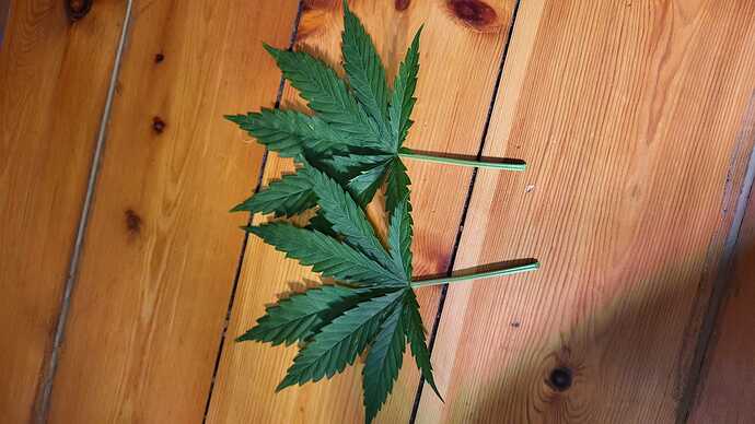 Growreport Bild 26