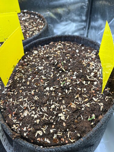 Pflanzen und Pilze 1