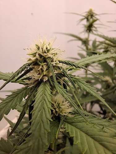 Growreport Bild 116
