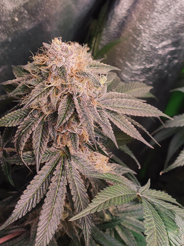 Growreport Bild 4