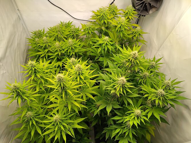 Growreport Bild 12