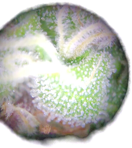 Growreport Bild 16