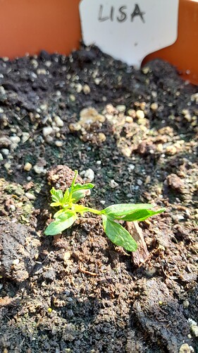 Growreport Bild 15