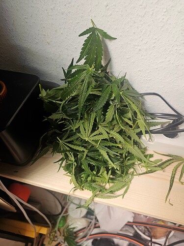 Growreport Bild 3