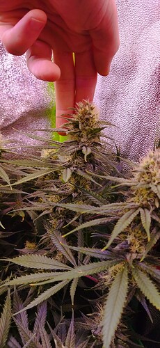 Growreport Bild 4