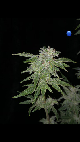Growreport Bild 17