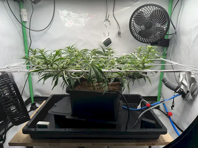Growreport Bild 6