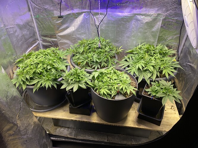 Growreport Bild 62