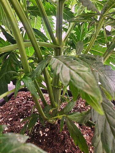 Growreport Bild 37