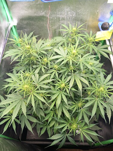 Growreport Bild 2