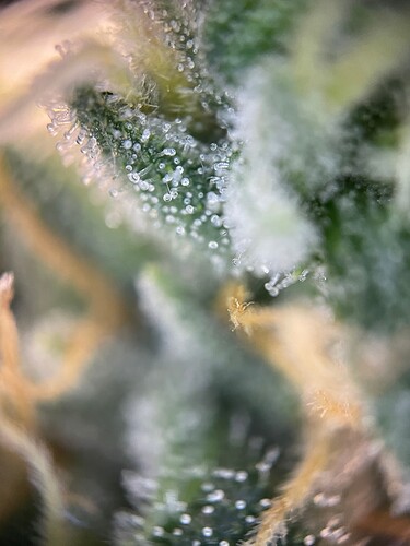 Growreport Bild 54