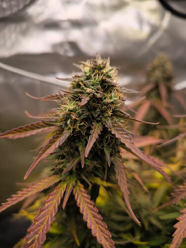 Growreport Bild 7