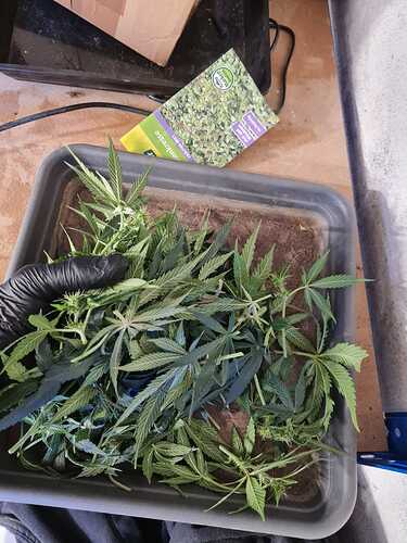 Growreport Bild 4