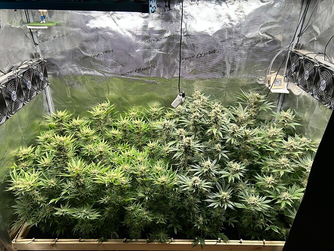 Eine Growbox mit mehreren blühenden Cannabispflanzen, beleuchtet von einer LED-Lampe. Lüfter sind an den Seitenwänden montiert.