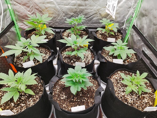 Mehrere junge Cannabispflanzen in Stofftöpfen, die in einer Growbox wachsen.