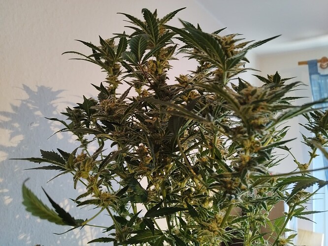 Growreport Bild 3