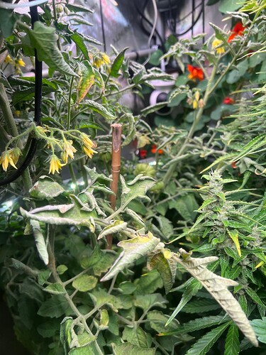 Growreport Bild 4