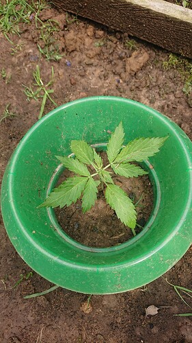 Growreport Bild 3