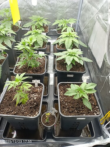 Growreport Bild 2