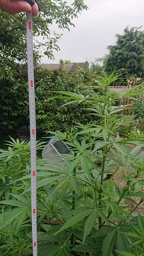 Growreport Bild 16