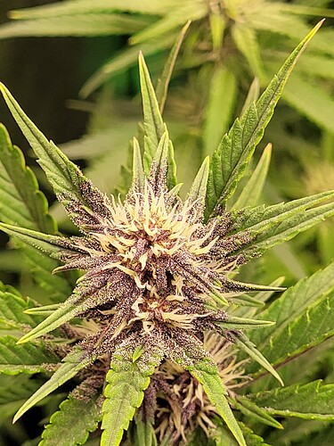 Growreport Bild 7