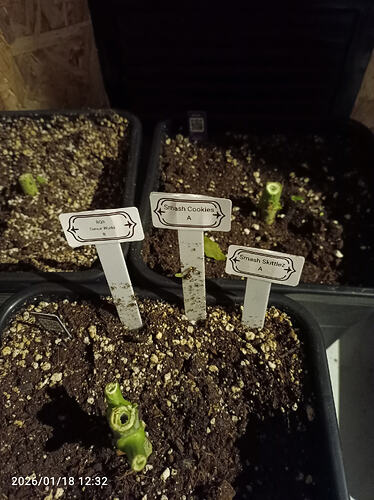 Growreport Bild 29