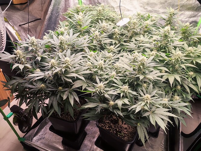 Growreport Bild 5