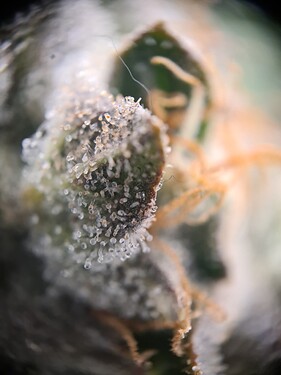 Growreport Bild 3