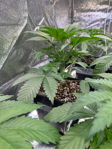 Growreport Bild 87