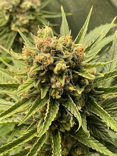 Growreport Bild 20