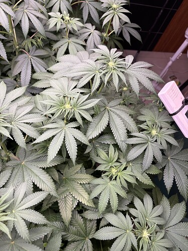 Growreport Bild 29