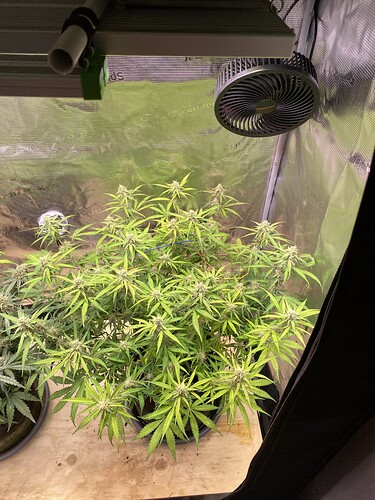 Growreport Bild 86