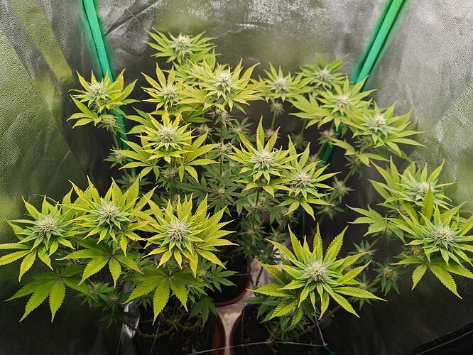 Growreport Bild 15
