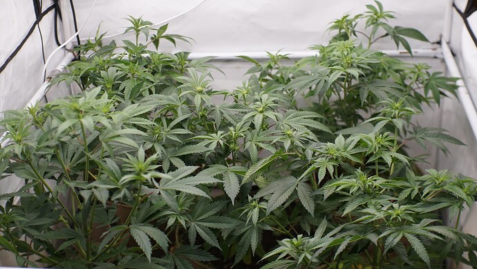 Growreport Bild 3