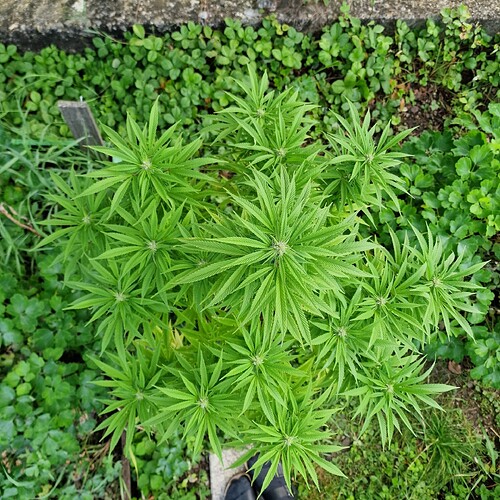 Growreport Bild 11