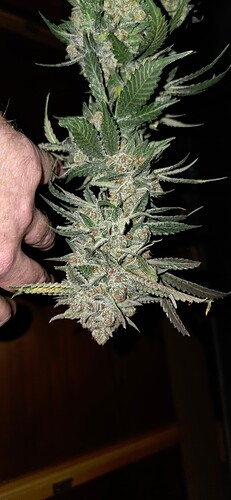 Growreport Bild 52
