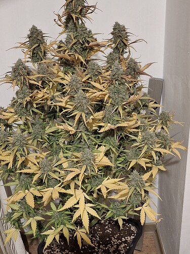 Growreport Bild 7
