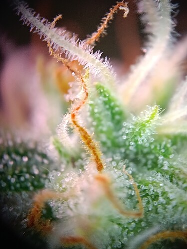 Growreport Bild 12