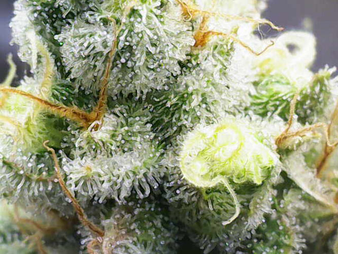 Growreport Bild 8