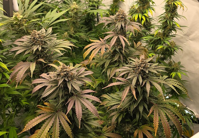 Growreport Bild 3