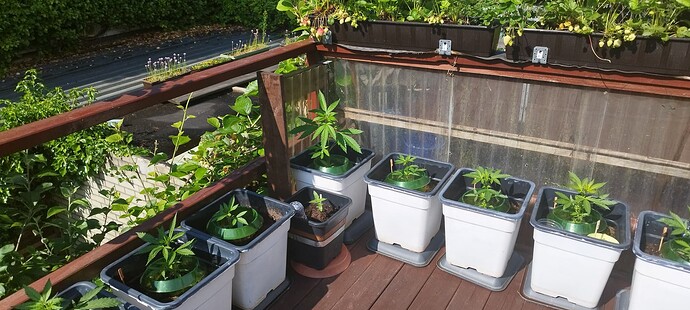 Growreport Bild 1