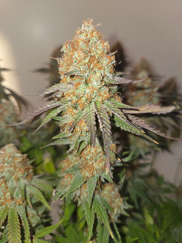 Growreport Bild 15