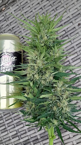 Growreport Bild 2