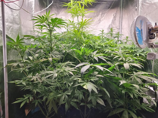 Mehrere junge Cannabispflanzen in einem Zelt, eine davon mit sichtbarem Ventilator.