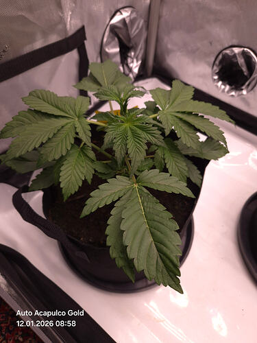 Eine junge Cannabispflanze in einem schwarzen Stofftopf innerhalb eines Grow-Zeltes.