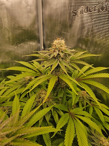Growreport Bild 25