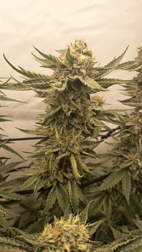 Growreport Bild 9