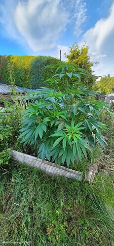 Growreport Bild 1